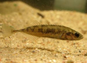 Какая рыба, обитающая в Псковско-Чудском озере, является самой маленькой?