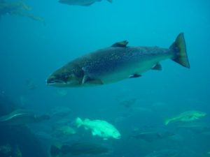 Какая рыба не встречается в Псковско-Чудском озере?