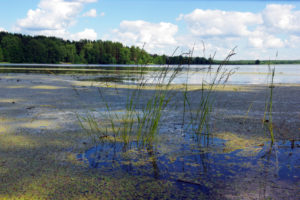 Что входит в понятие антропогенной эвтрофикации озера?